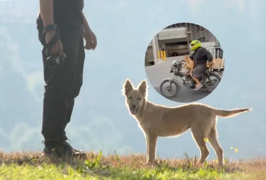 Un hombre causó sensación en redes sociales al pasear sus perros en su motocicleta