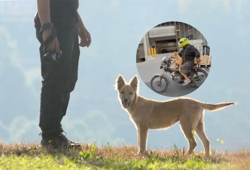 Un hombre caus&oacute; sensaci&oacute;n en redes sociales al pasear sus perros en su motocicleta