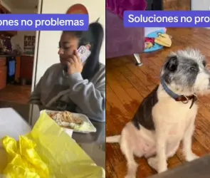 Dueña acusa a sus perros con Scooby-Doo y la reacción se viraliza (VIDEO)