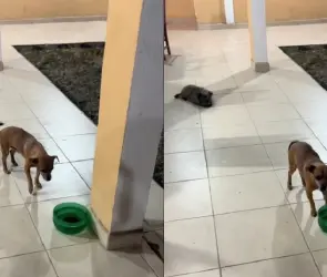 Perrito tiene trauma por susto que le dieron y se viraliza en TikTok (VIDEO)