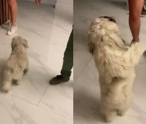 Perro baila samba y se vuelve viral en TikTok (VIDEO)