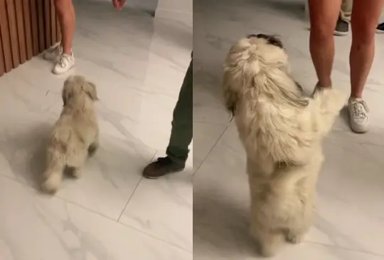 El perrito estaba emocionado por mostrar sus pasos adquiridos.