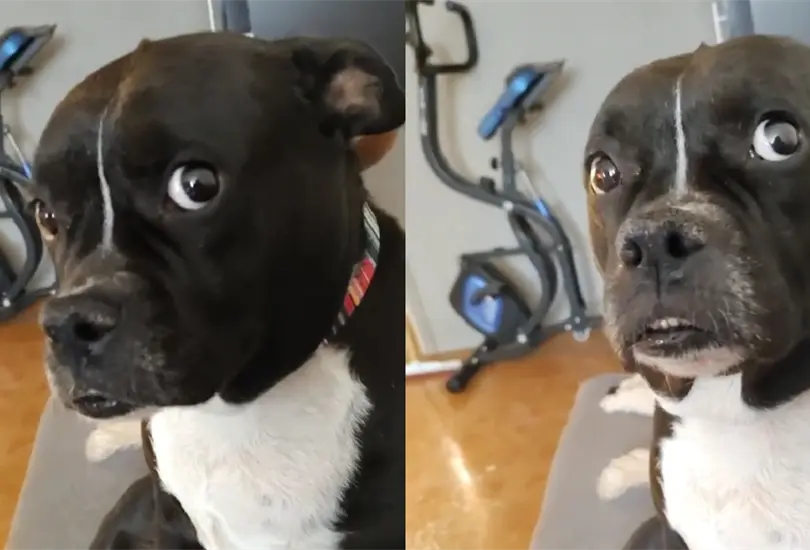 El perrito no pudo contener el susto luego de escuchar la llamada con el veterinario.