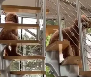 Perro sentado como humano causa terror en TikTok (VIDEO)