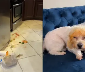 Perrito se come el pozole de su dueña y su reacción se viraliza (VIDEO)