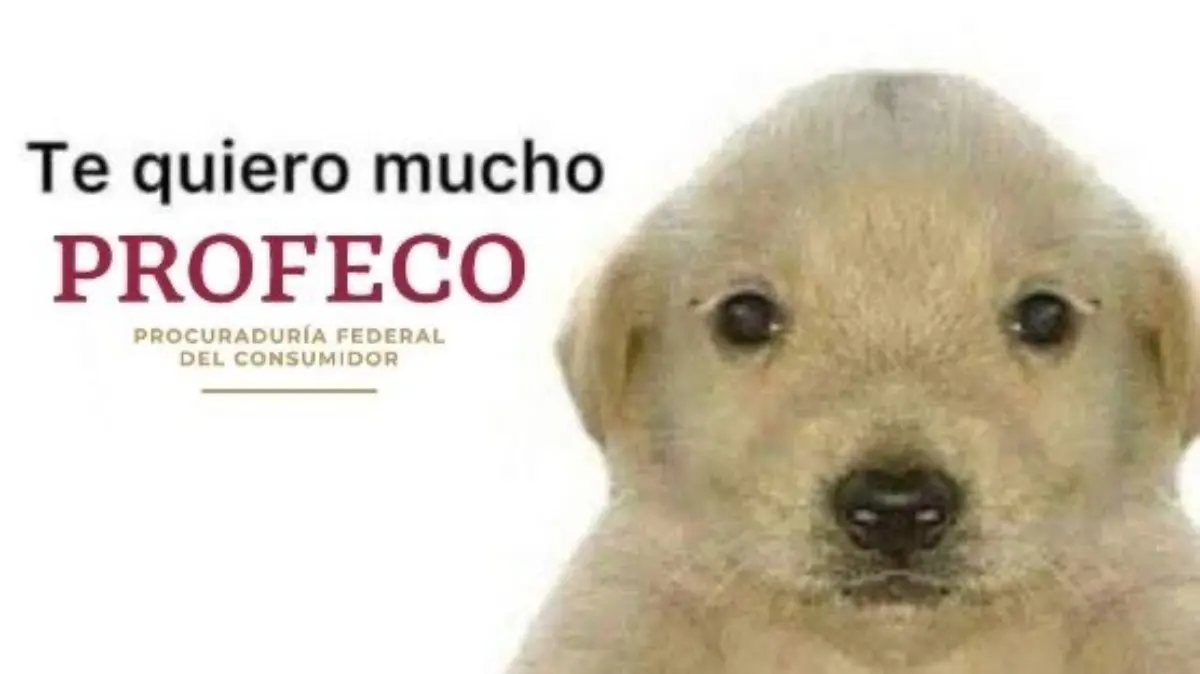 Esto provocó que la gente se hiciera sentir con varios memes en contra de Ticketmaster y de mucho amor para la Profeco.