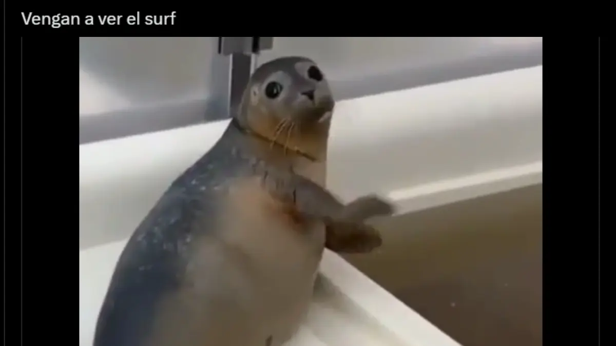 El surf ha llamado la atención entre el público mexicano luego del gran paso de Alan Cleland dentro de la disciplina.