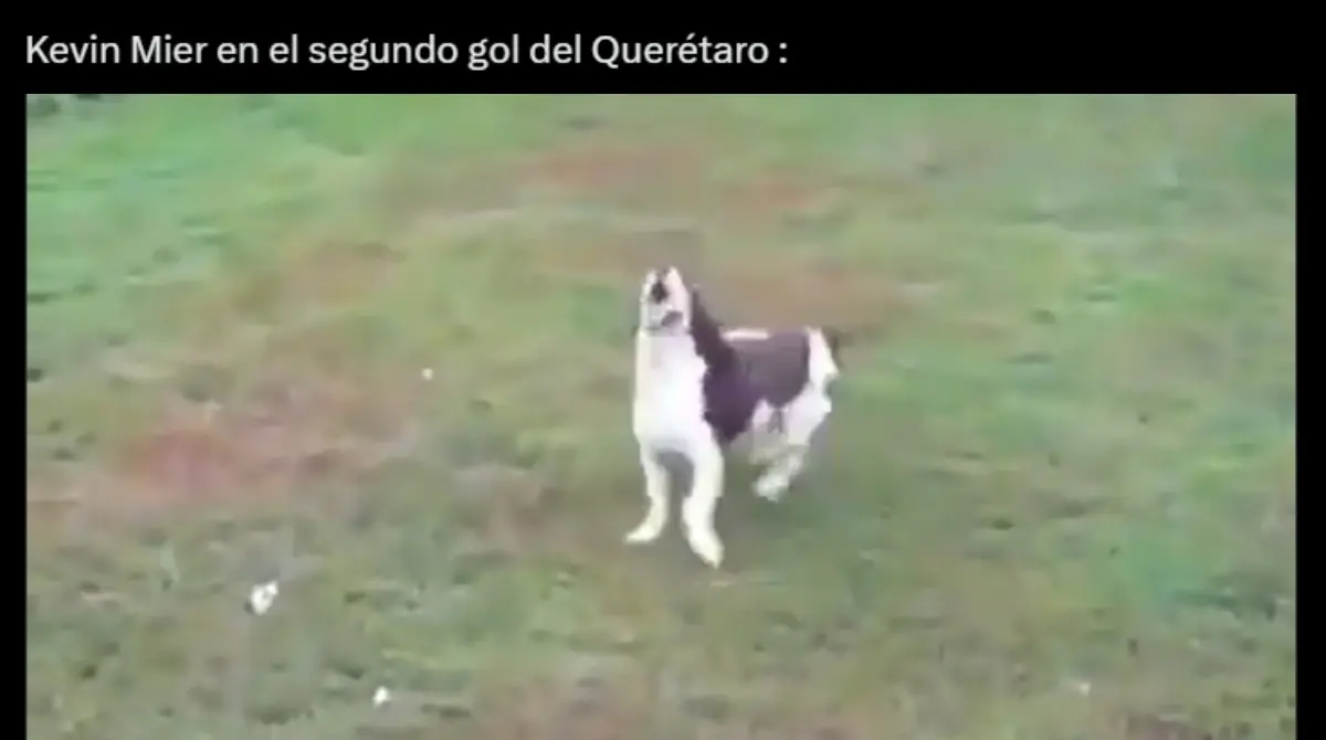 La manera en la que observó el balón lo hizo viral rápidamente.