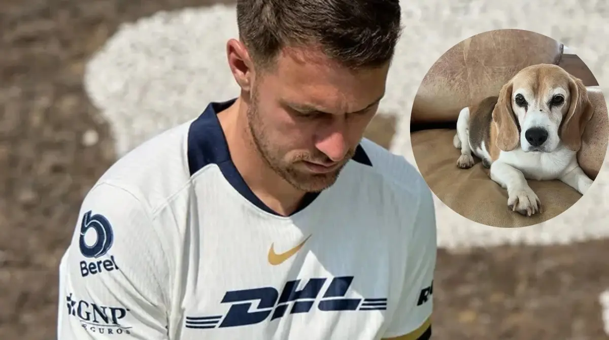  Aaron Ramsey vuelve a solicitar ayuda para la búsqueda de su perrita Halo 