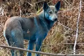 VIDEO: Hallan manada de misteriosos perros azules en Chernóbil
