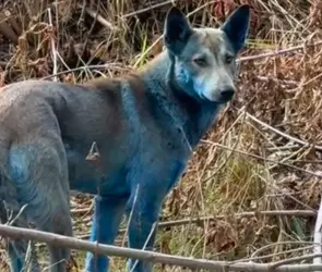 VIDEO: Hallan manada de misteriosos perros azules en Chernóbil