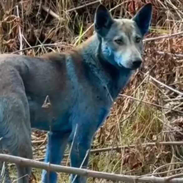 VIDEO: Hallan manada de misteriosos perros azules en Chernóbil VIDEO: Hallan manada de misteriosos perros azules en Chernóbil