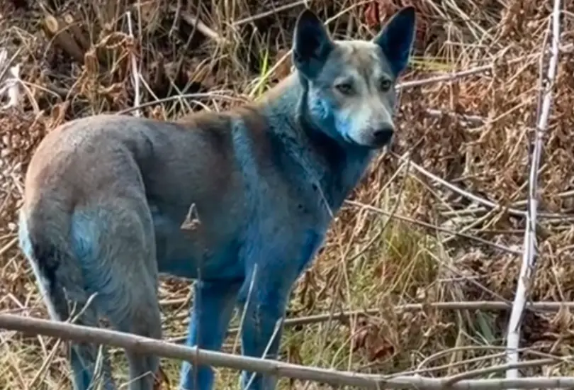 A casi 40 años del desastre nuclear, un grupo de perros con pelaje azul fue descubierto cerca de la planta de Chernóbil. A casi 40 años del desastre nuclear, un grupo de perros con pelaje azul fue descubierto cerca de la planta de Chernóbil.