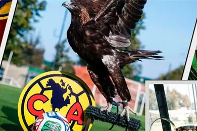 El refuerzo del América que debutaría en plena Liguilla El refuerzo del América que debutaría en plena Liguilla