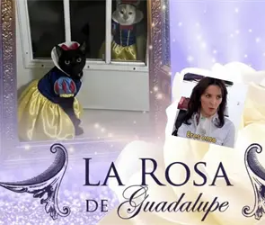 Los mejores memes que nos ha dejado La Rosa de Guadalupe