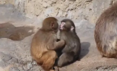 Captan el primer abrazo a "Punch", el monito viral Captan el primer abrazo a "Punch", el monito viral