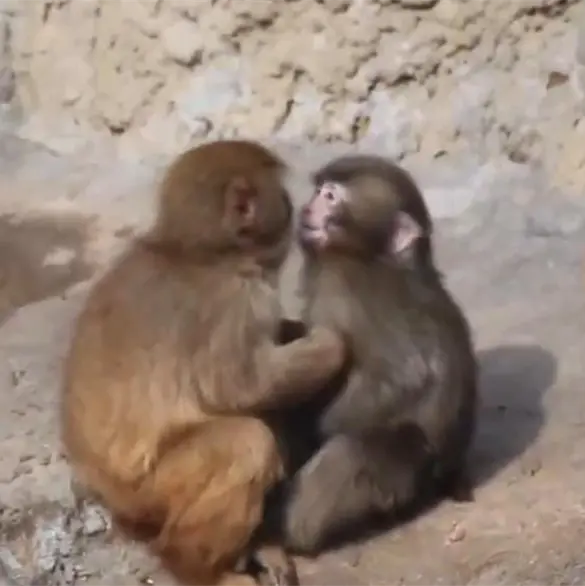 Captan el primer abrazo a "Punch", el monito viral Captan el primer abrazo a "Punch", el monito viral