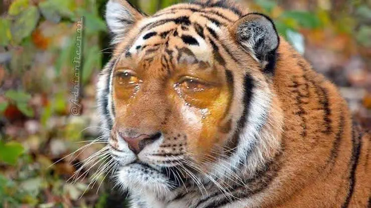 Un Tigre llorando no es raro