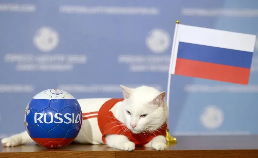 El Gato Achilles, que predec&iacute;a los resultados el Mundial Rusia 2018