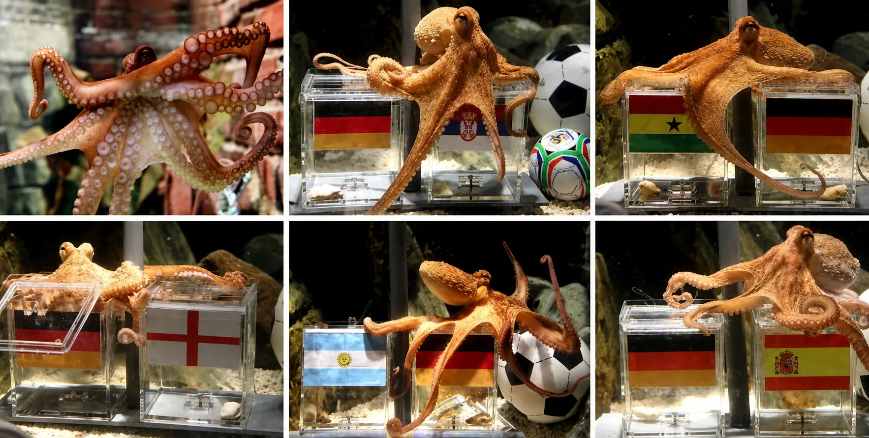 Pulpo Paul adivinando los resultados del Mundial Sud&aacute;frica 2010