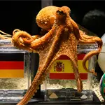 ¿Te acuerdas del Pulpo Paul? El oráculo más famoso de los Mundiales ¿Te acuerdas del Pulpo Paul? El oráculo más famoso de los Mundiales