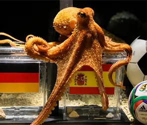 &iquest;Te acuerdas del Pulpo Paul? El or&aacute;culo m&aacute;s famoso de los Mundiales