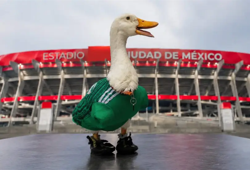 El Pato Merl&iacute;n recibi&oacute; una buena tras volverse viral