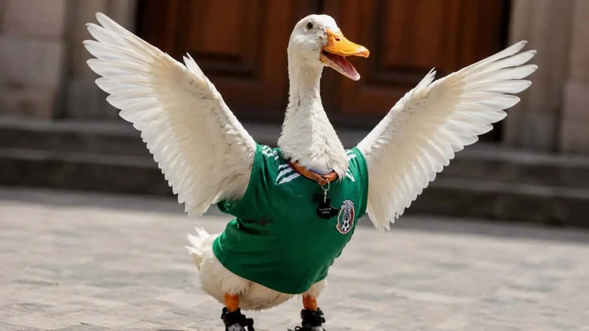  El Pato Merlín se convirtió en la mascota no oficial del Mundial 2026 