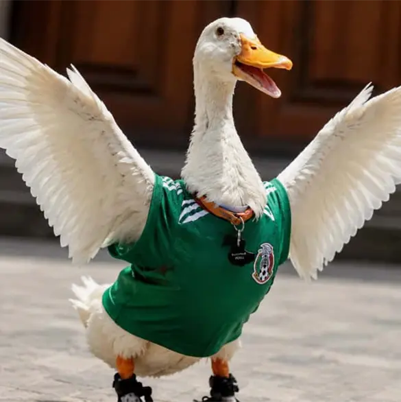 Final feliz, el inesperado giro en la vida de la familia del Pato Merl&iacute;n