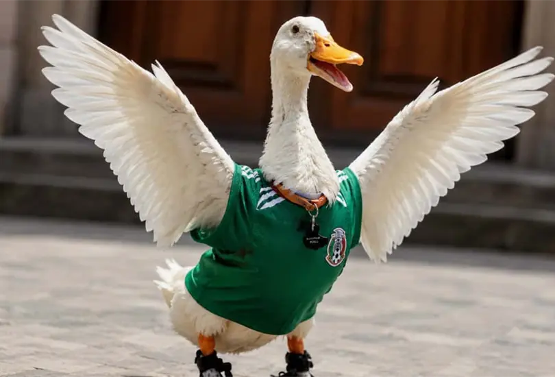 El Pato Merlín se convirtió en la mascota no oficial del Mundial 2026 El Pato Merlín se convirtió en la mascota no oficial del Mundial 2026